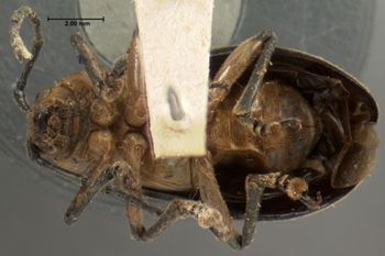 Media type: image; Entomology 17812   Aspect: habitus ventral view
